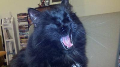 Yawning Cat Number 161